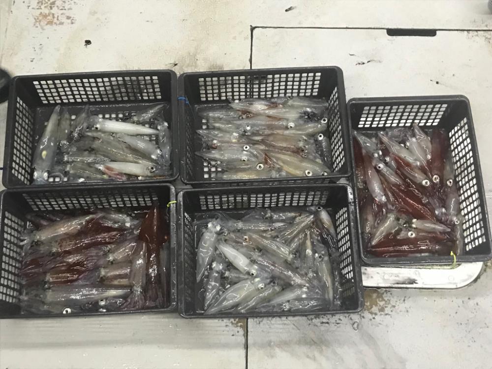 淡路デイイカメタル