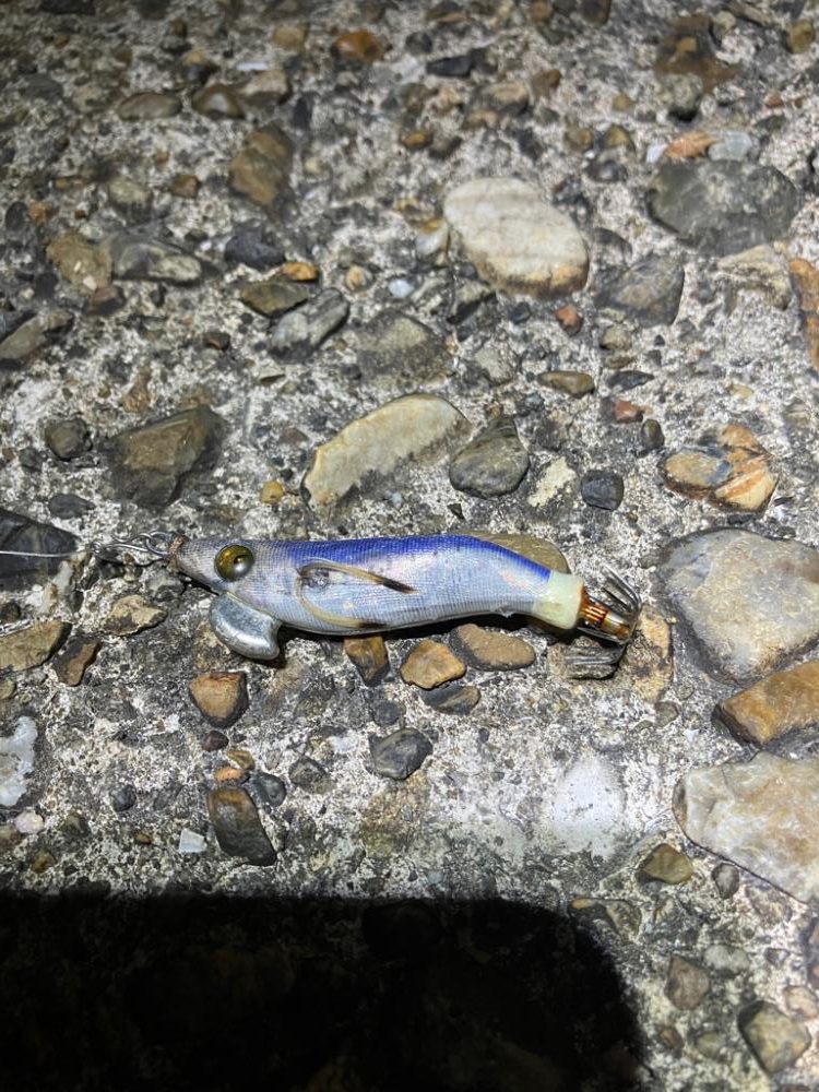 ケンサキ🦑調査(^。^)