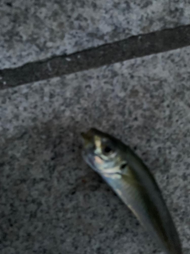 初ジギングサビキで