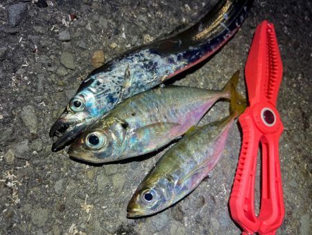 鯵を探して三千里 Vol.65