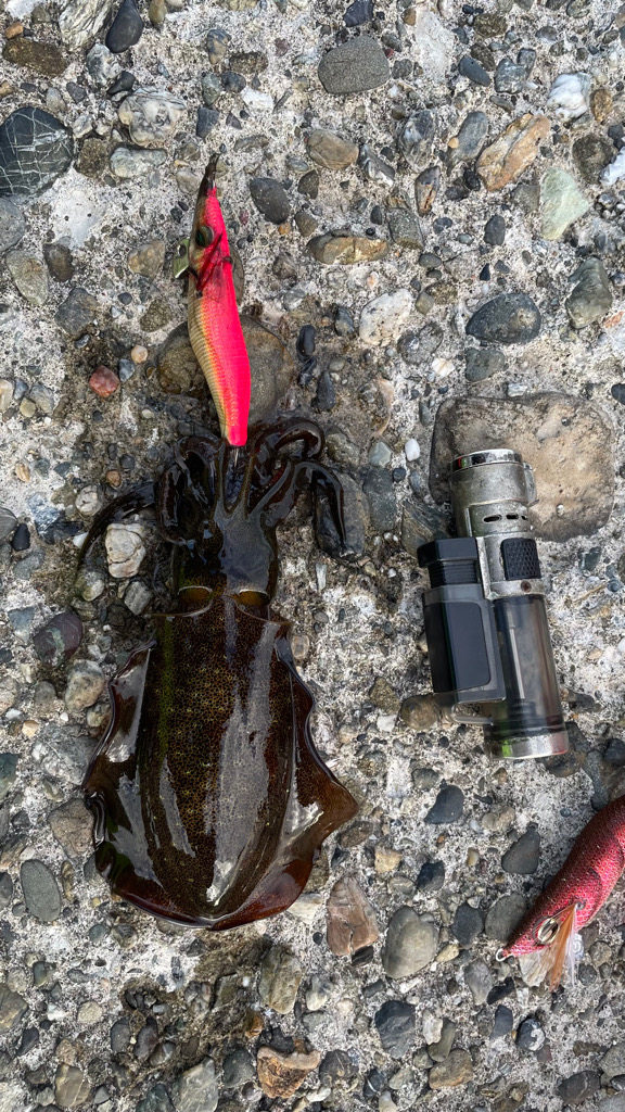 GMさんケンサキイカ釣れてます♪