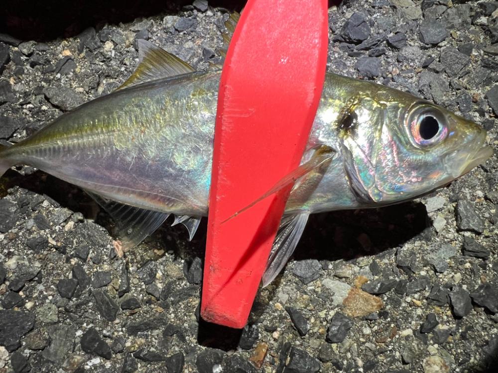 鯵を探して三千里 Vol.66