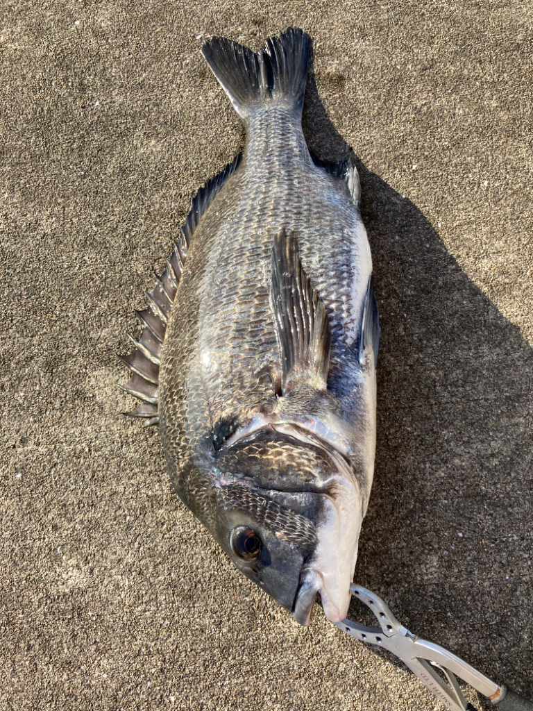 セイゴ回遊しています