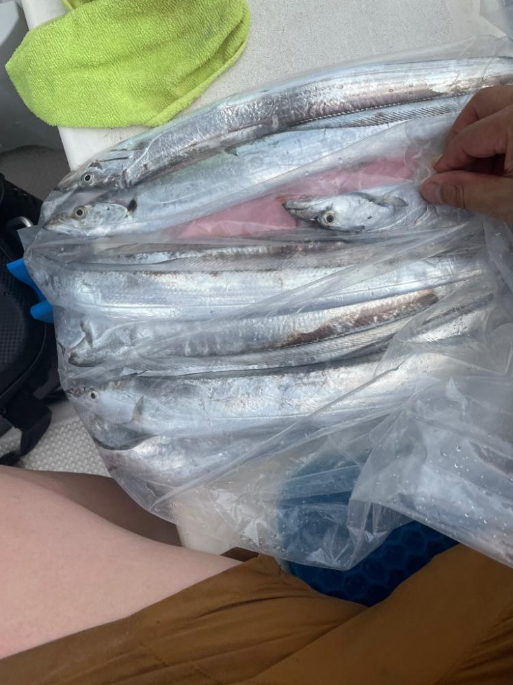 台風前のタチウオテンヤ