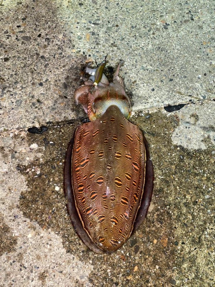 アオリとカミナリ