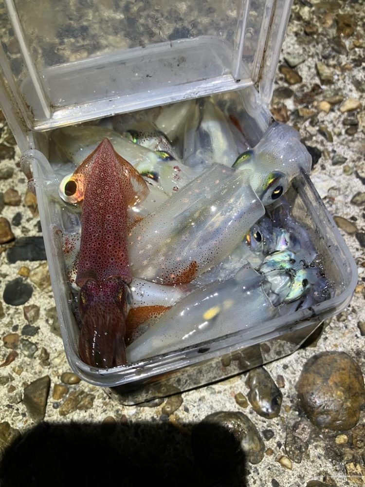 ケンサキ調査2日目(^^)