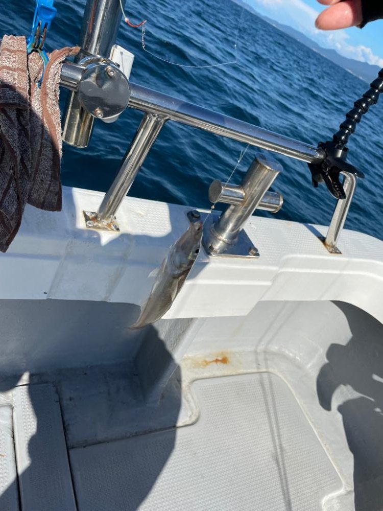 ボートでキス釣り