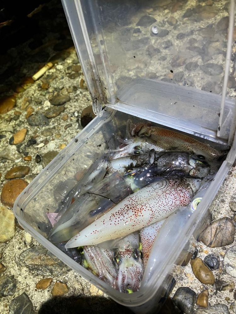 ケンサキ調査4日目(^-^)