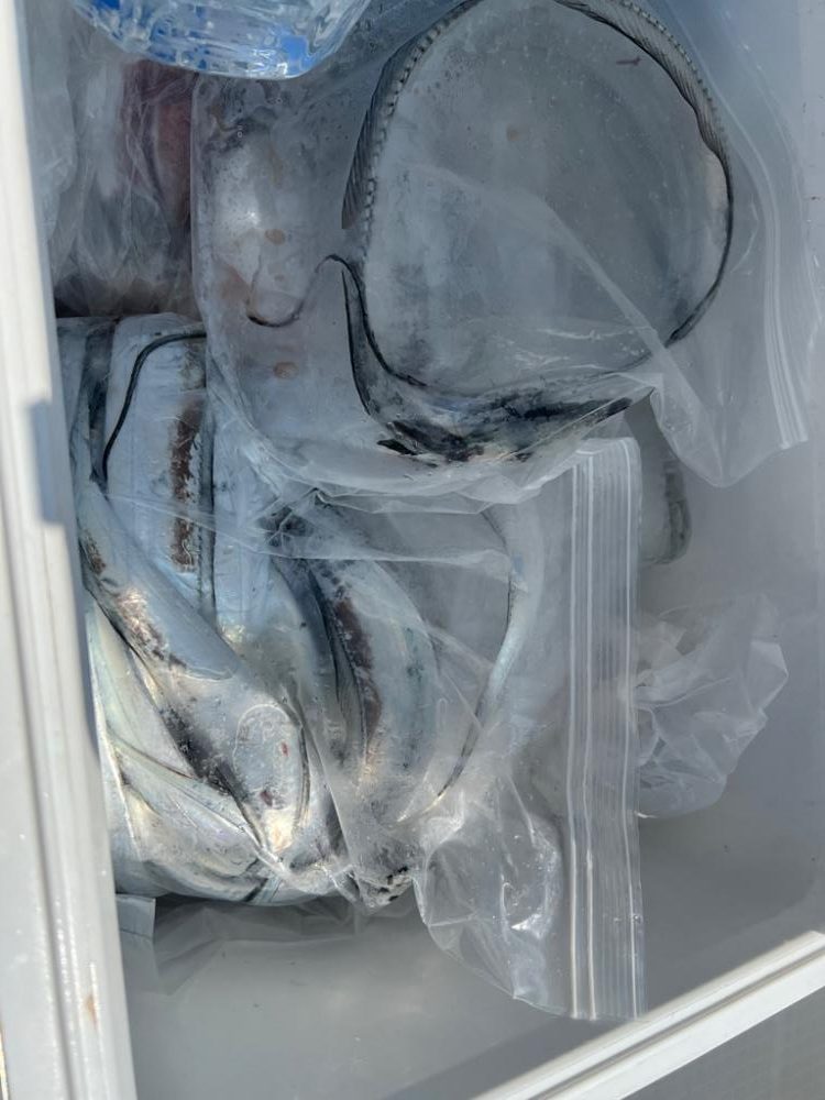 ハマチ!&サーベルフィッシュ!!