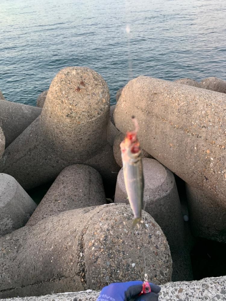 逃した魚はでかい