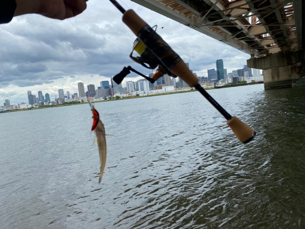 ハゼクラとチニング