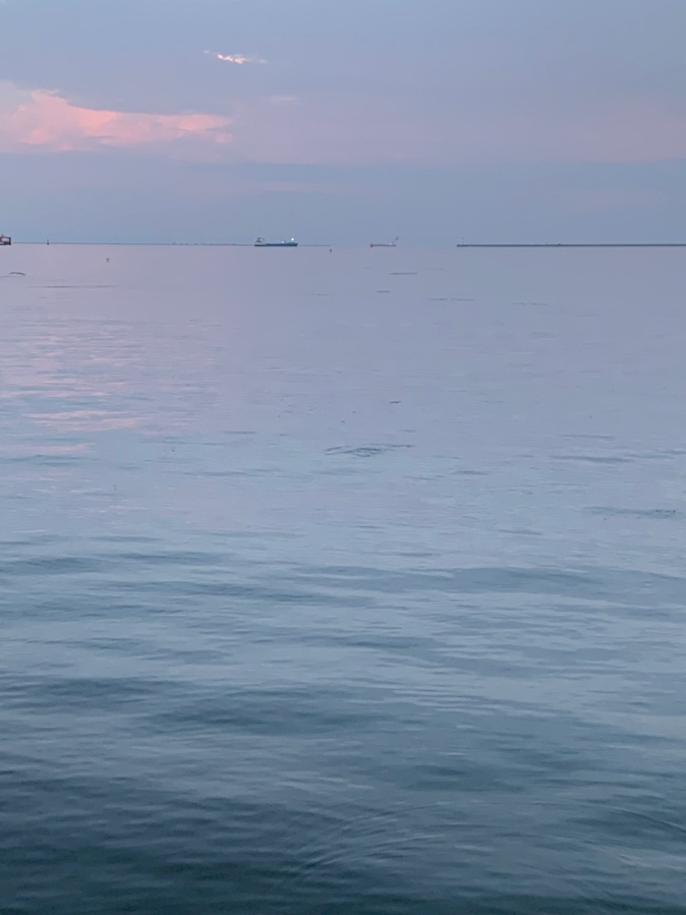 朝マヅメキビレ