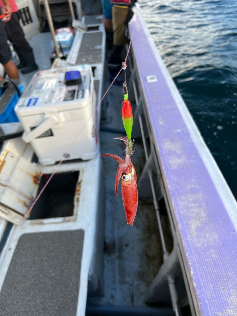 ケンサキイカ/イカメタル