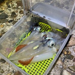 ケンサキ釣り6日目(^^)