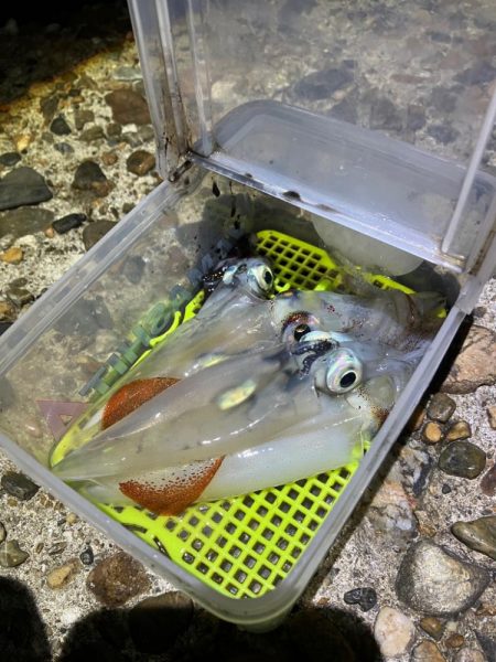 ケンサキ釣り6日目(^^)