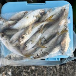 台風後🌀の深日港、夜釣り