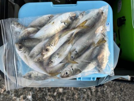 台風後🌀の深日港、夜釣り