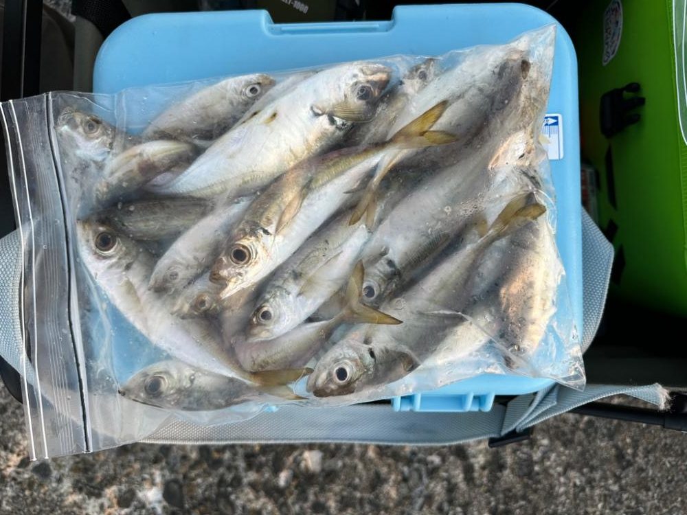 台風後🌀の深日港、夜釣り