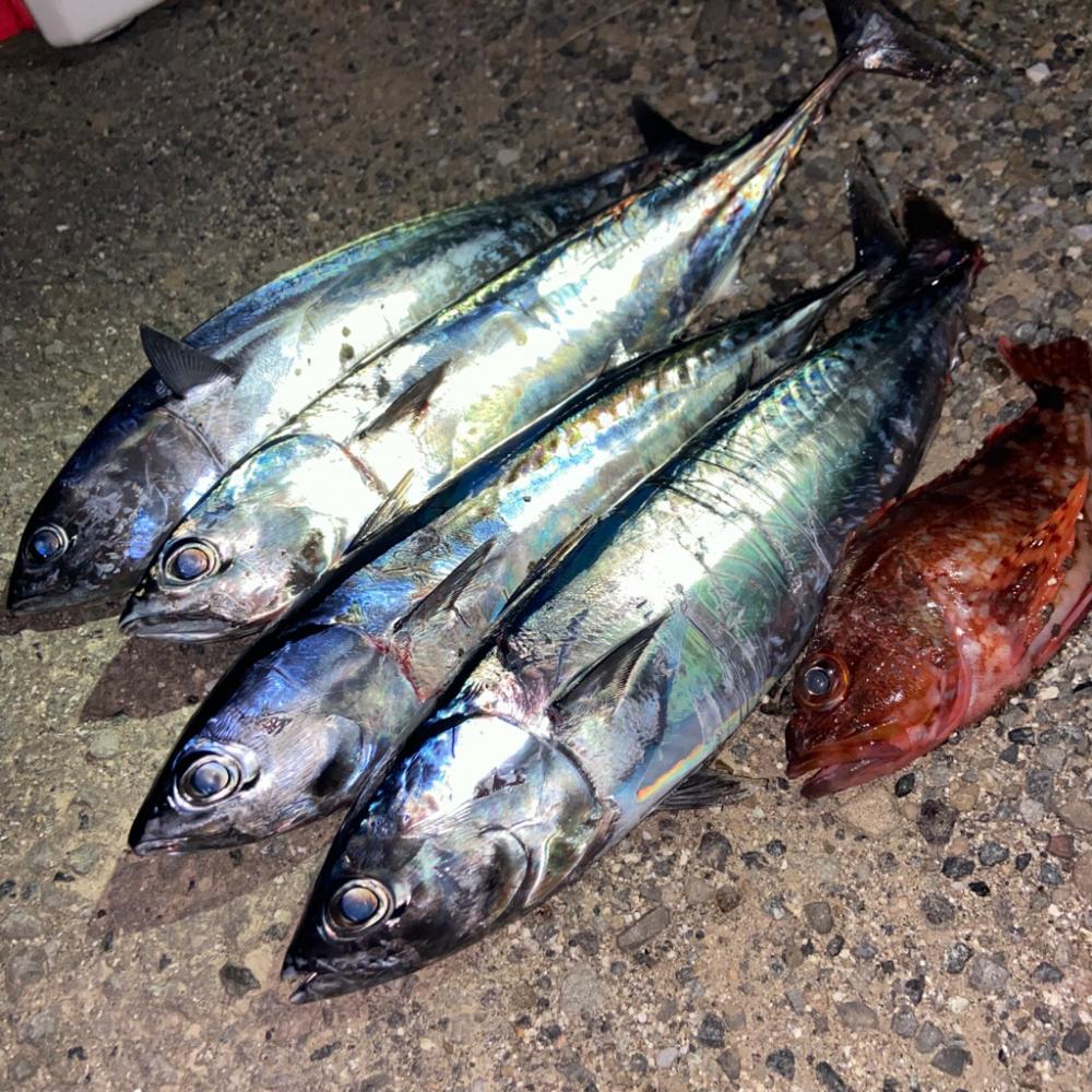 1投目からメジカ🎶