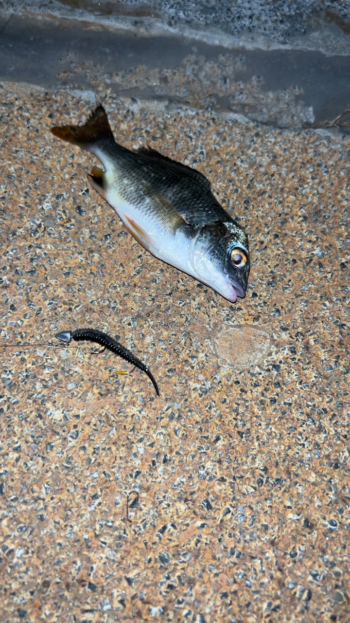 ライトゲーム楽しっ!