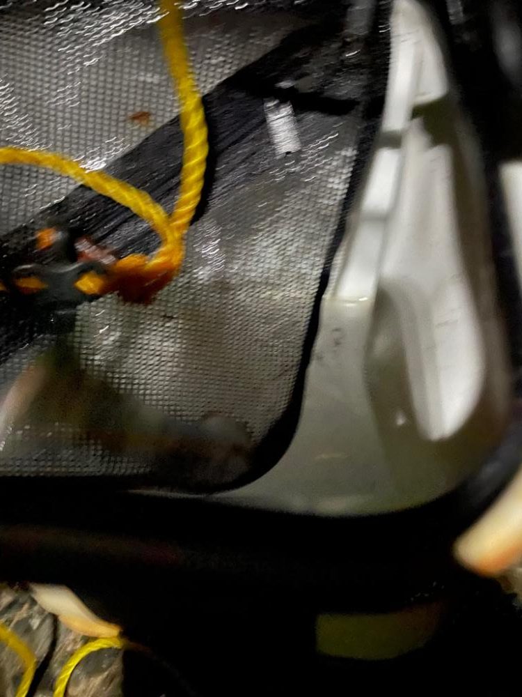 初ケンサキイカ