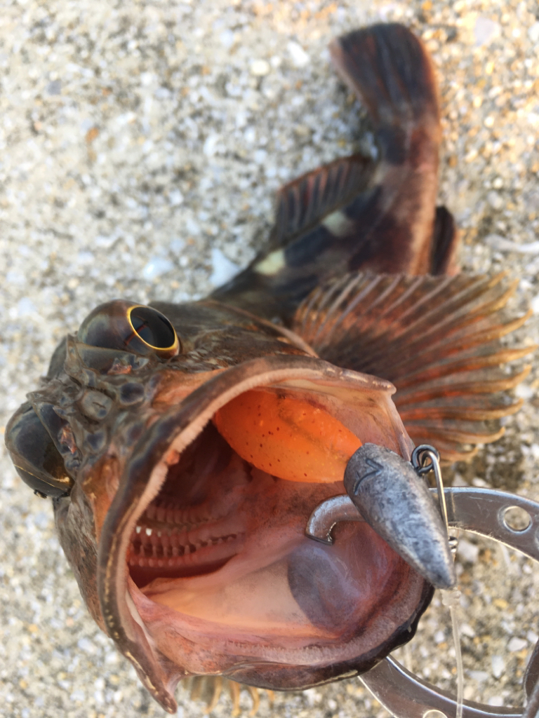 【タコフィネス】タコ計1.6kg ＋ アコウ小1 ＋ ガシラ複数