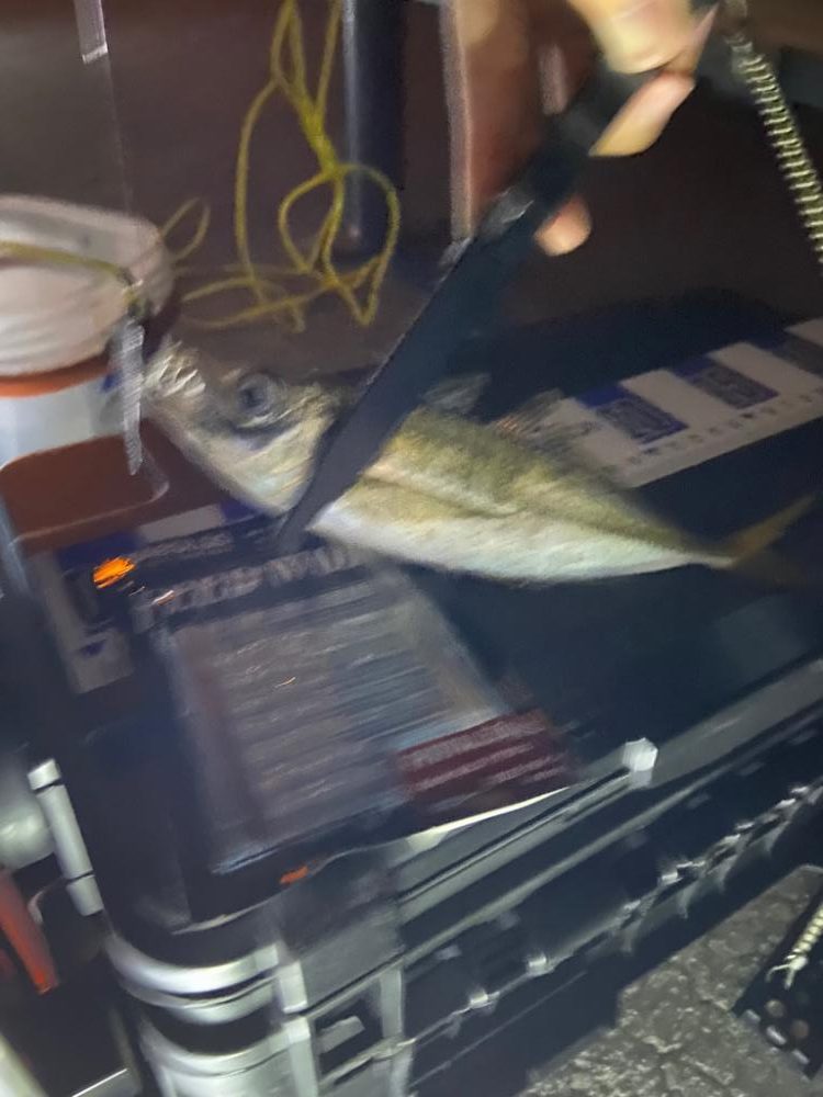 小アジが湧いている！青物も入ってきてます✋