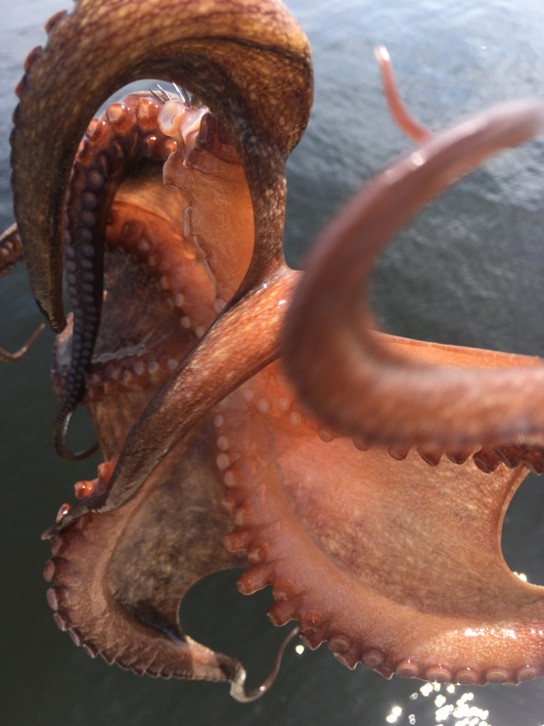 【タコフィネス】アコウ1+ガシラ25cm他+タコ少々