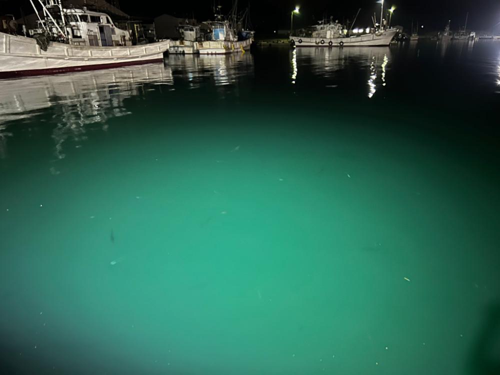 糸島でアジング