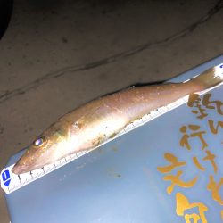 良型のキスゲット😙