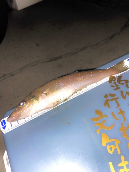 良型のキスゲット😙