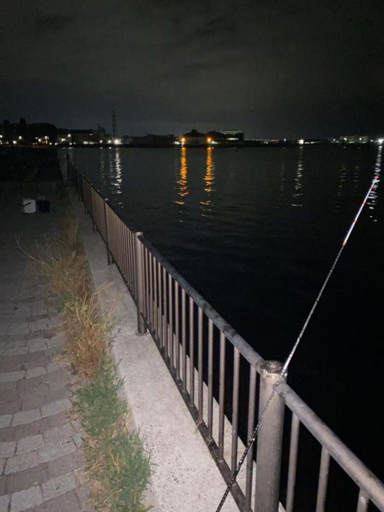 波止からケンサキイカ