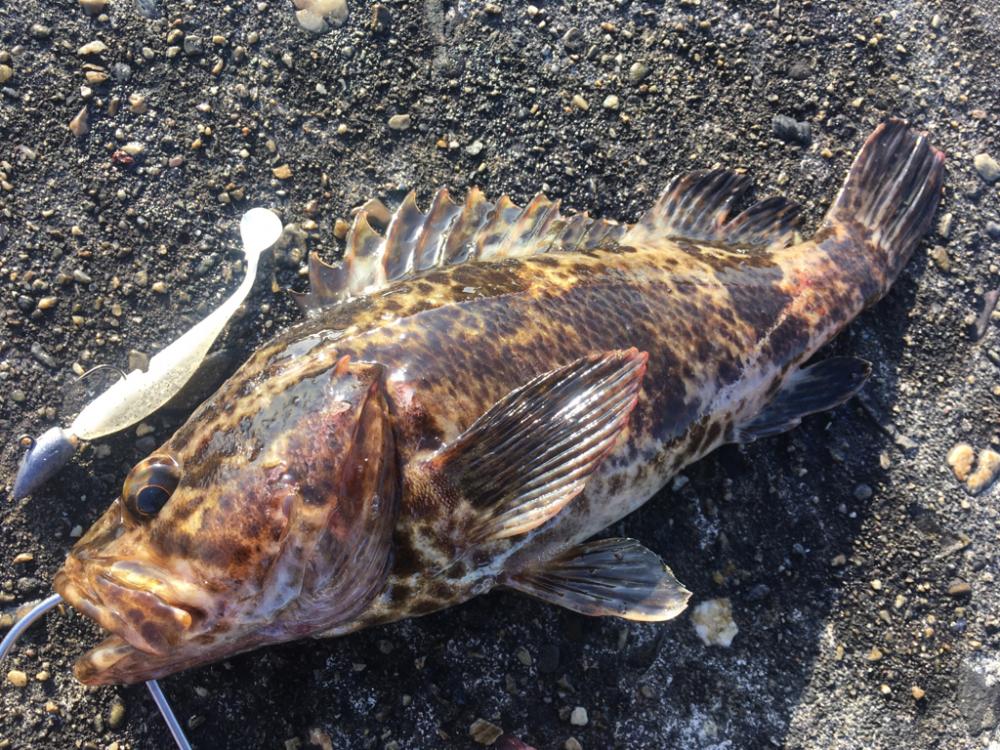 【タコフィネス】アコウ2＋ベッコウゾイ1＋ガシラ多数＋タコ少々