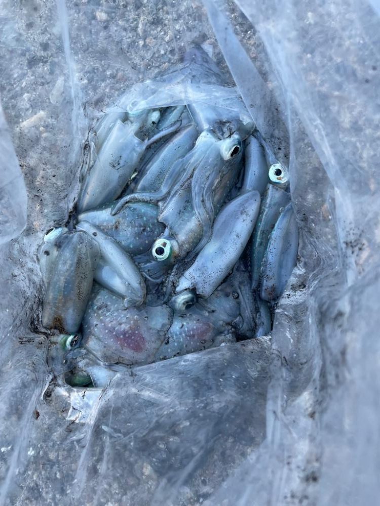 アオリイカ入れ食い