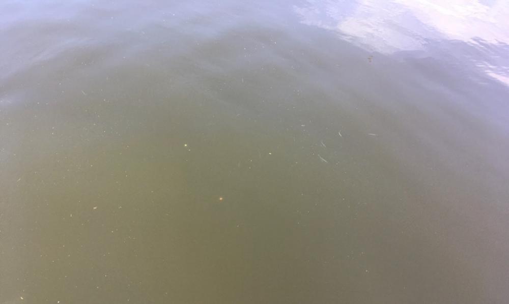 サビキ、サバゲー、ノマセ