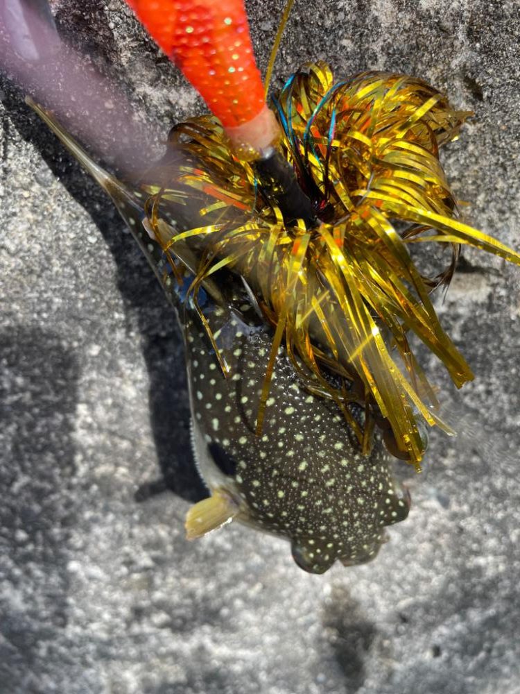 0円・最強餌‼️