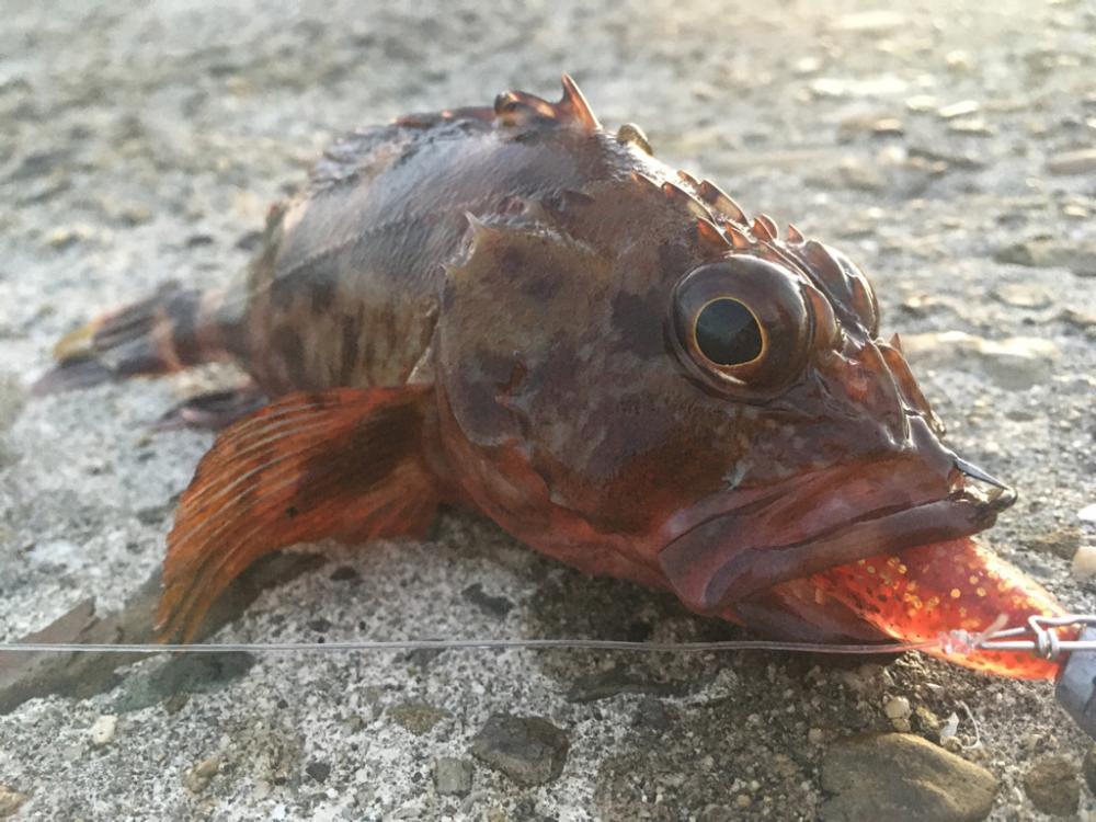 【タコフィネス】アコウ + ガシラ + タコ