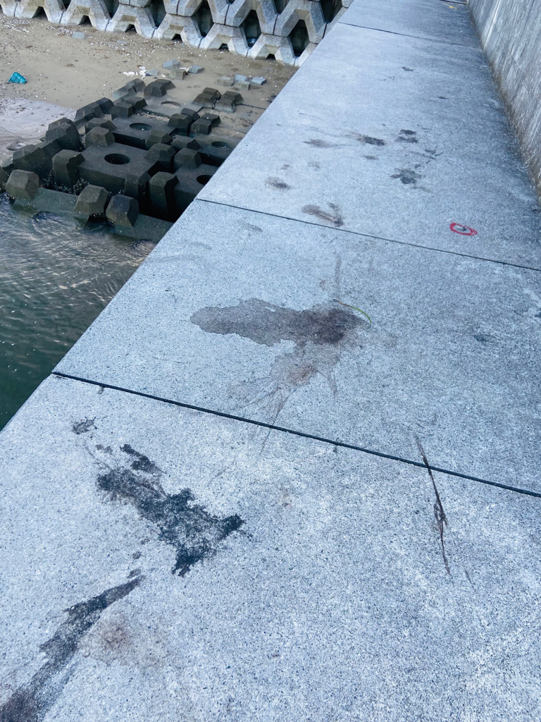 タコ3杯！！キロアップGET!！