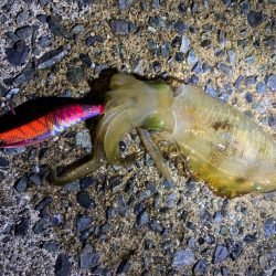 新子成長中です。