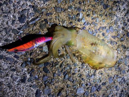 新子成長中です。