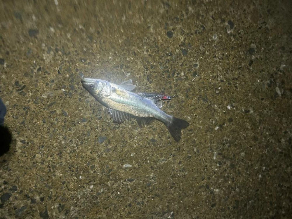 デイはキスナイトはシーバス