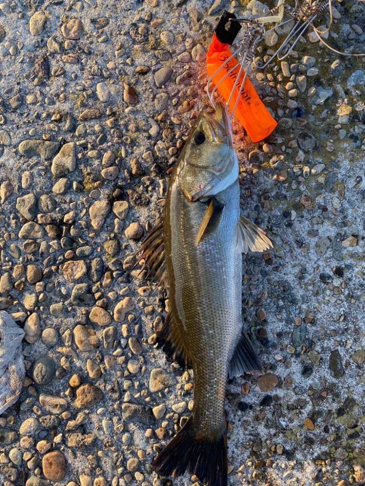 アオリとシーバスw