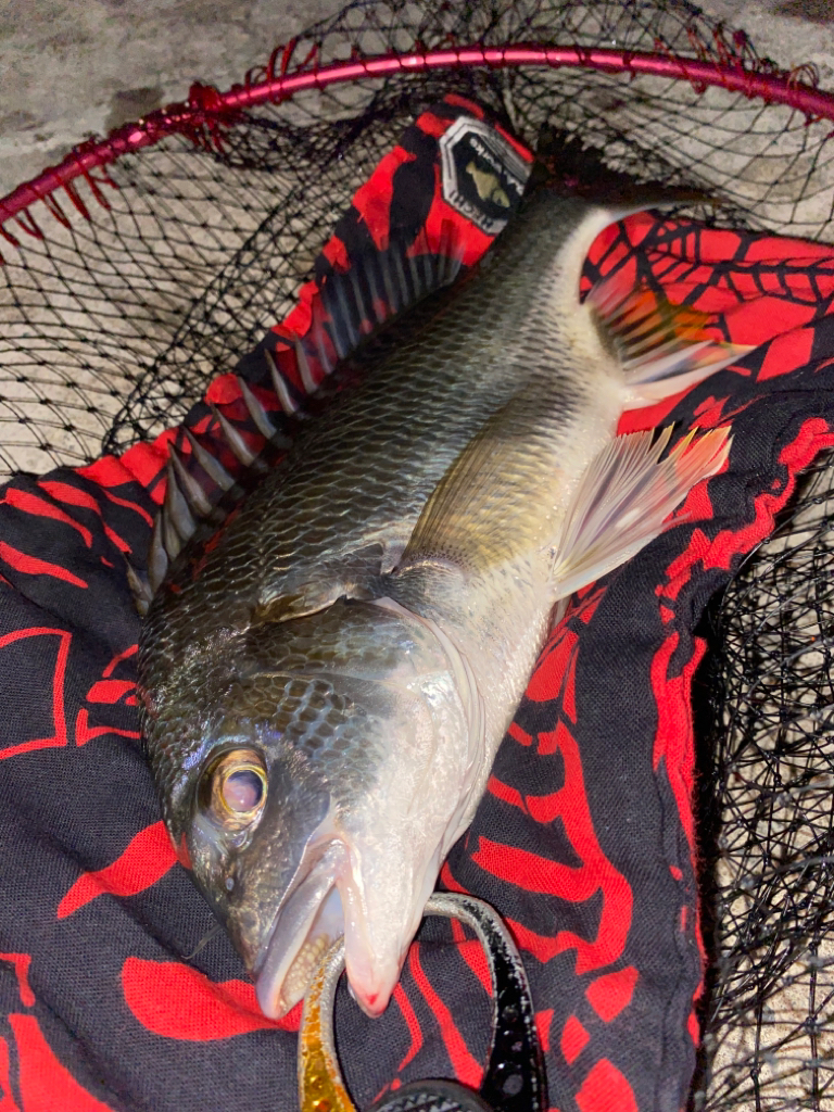 ヘチってきました