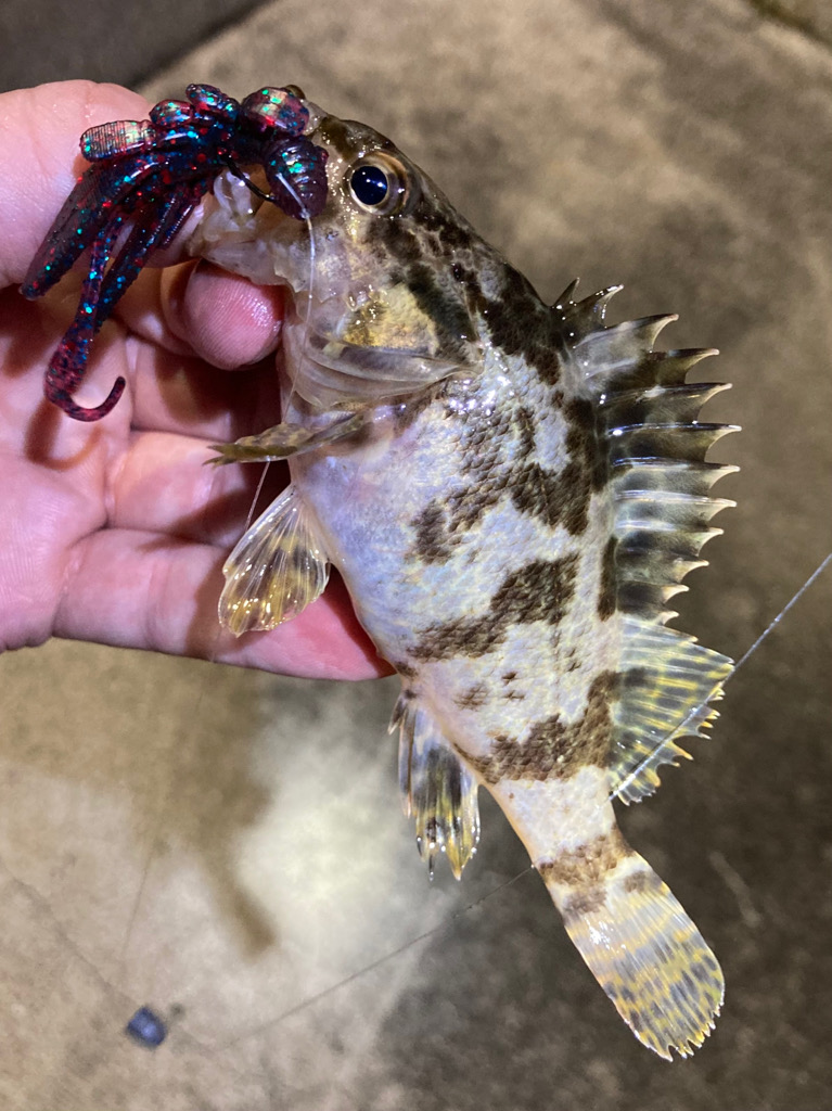 お手軽ライトロックフィッシュ