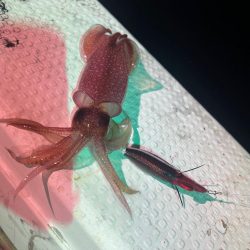 兵庫県豊岡イカメタル