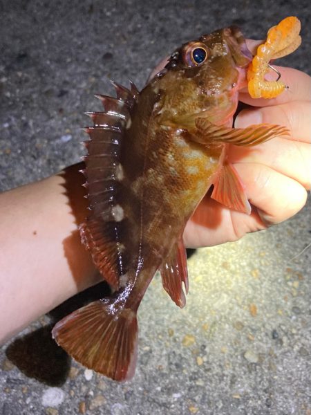 ボトムでガシラ