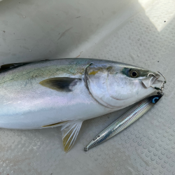 タチウオ/タチウオジギング&豚サバ…