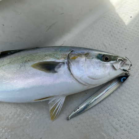 タチウオ/タチウオジギング&豚サバ…