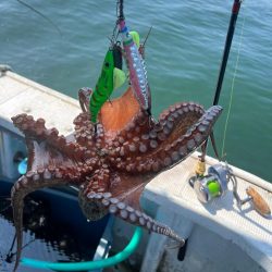 明石タコ釣り後半戦🐙