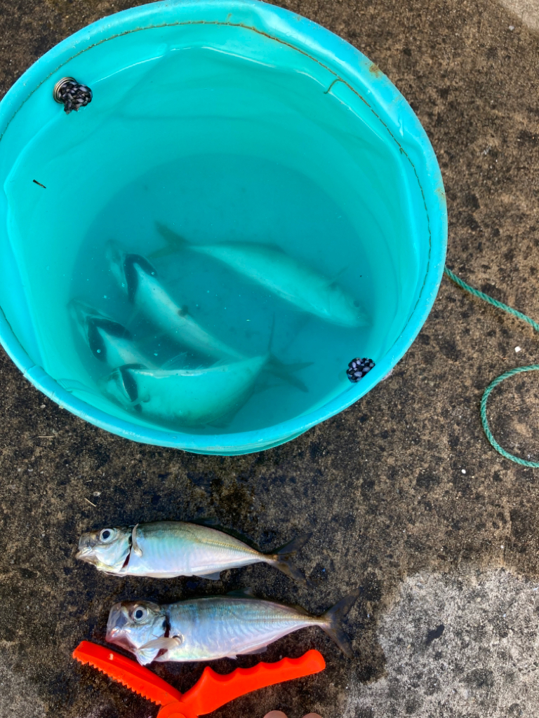 大きめなアジ回遊してます